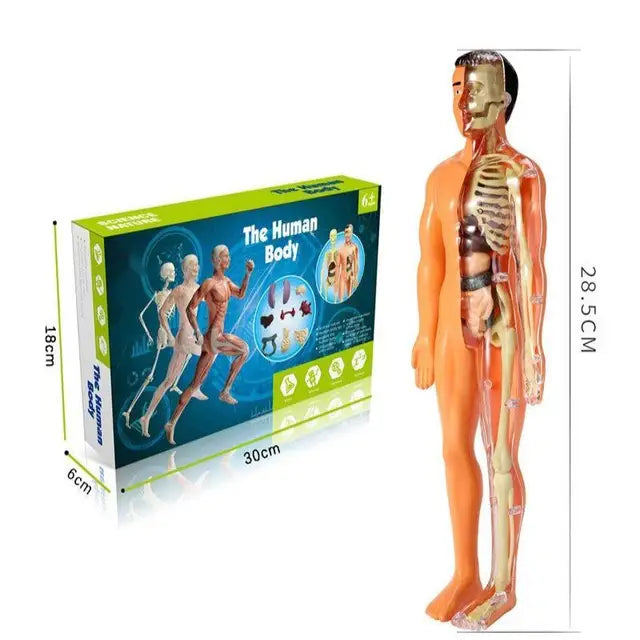 Anatomy Adventure: Kid-Sized Human Model 0
