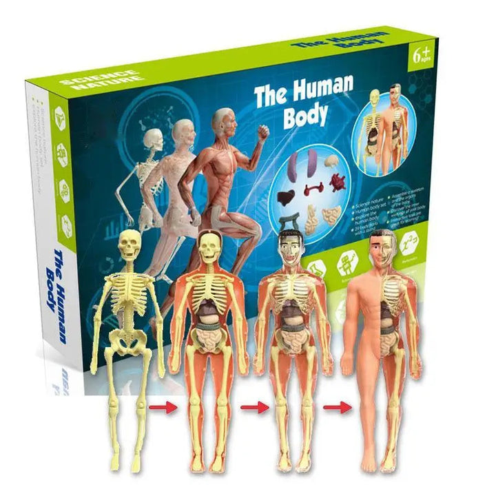 Anatomy Adventure: Kid-Sized Human Model 1