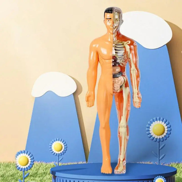 Anatomy Adventure: Kid-Sized Human Model 2