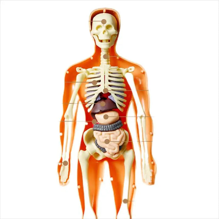 Anatomy Adventure: Kid-Sized Human Model 3