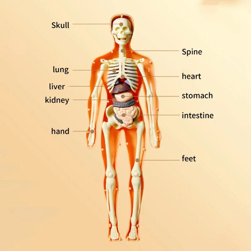 Anatomy Adventure: Kid-Sized Human Model 4