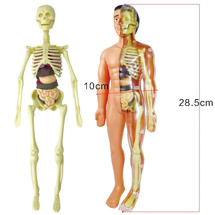 Anatomy Adventure: Kid-Sized Human Model 5