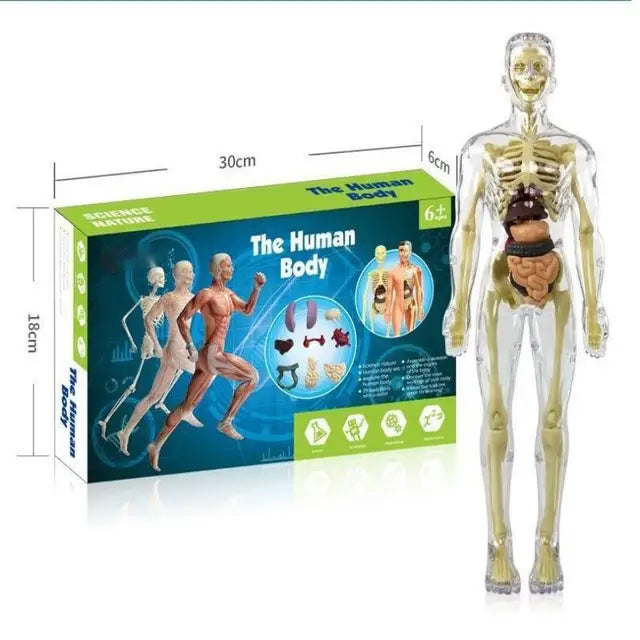 Anatomy Adventure: Kid-Sized Human Model 7