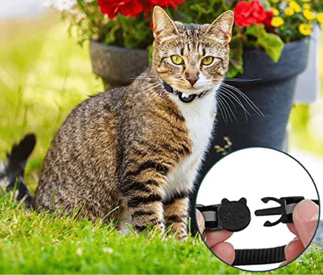 Cat collar with GPS mount and safety buckle 7