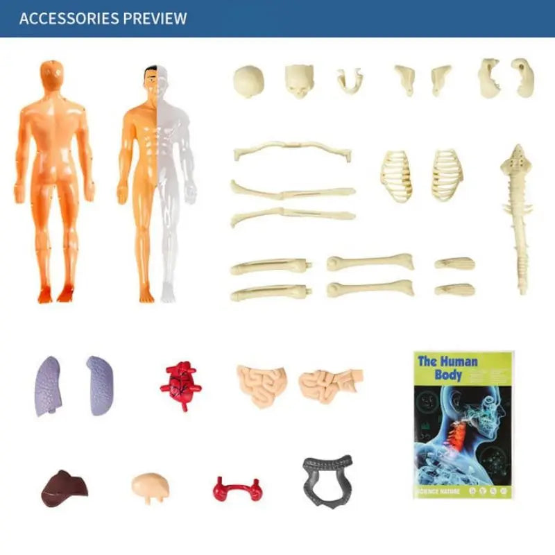 Kid-Sized Human Model | Layer-By-Layer Build, Clip-In Organs