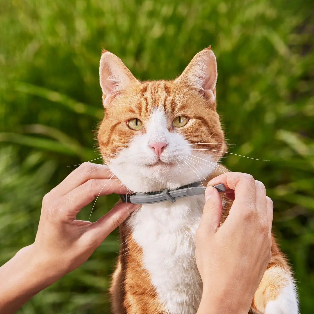 Natural Flea &amp; Tick Collar for Dogs &amp; Cats – 8 Months Protection, Waterproof 1