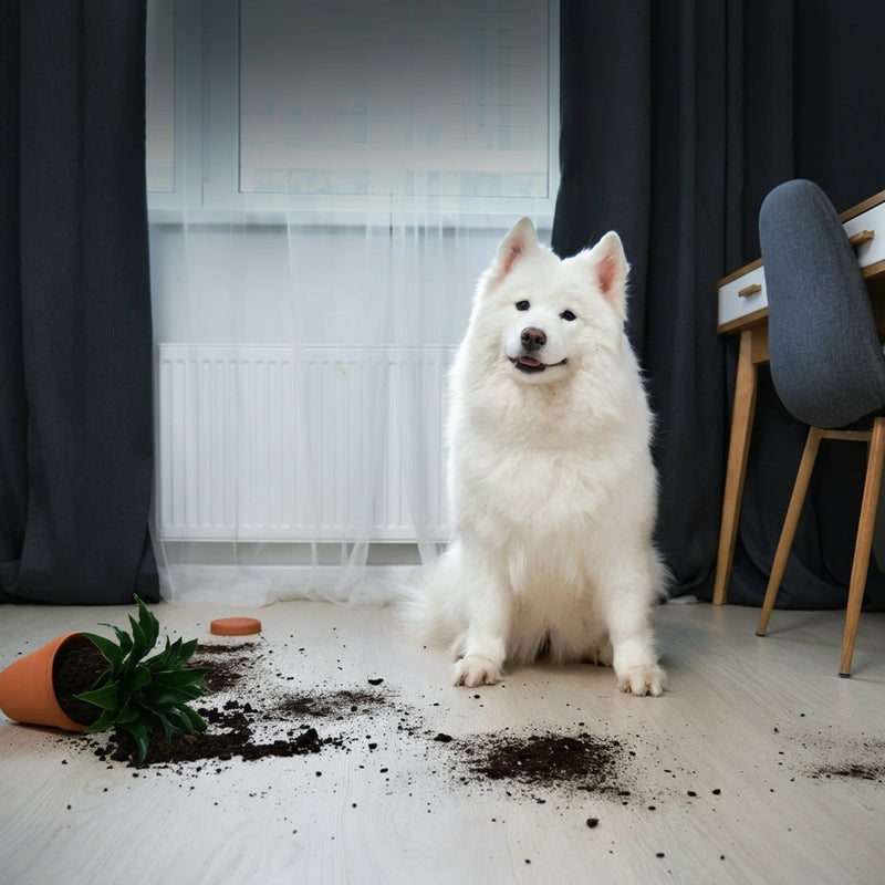 Pet Camera | 8MP Indoor Camera with Two-Way Audio &amp; Motion Alerts