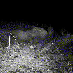 Wildlife Trail Camera Night Vision 16MP 1080p IP66 4
