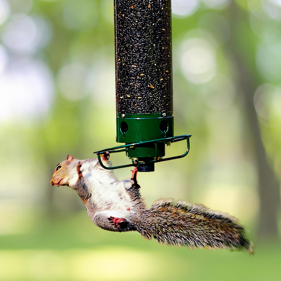 Squirrel Proof Bird Feeder Metal | Rotating Perch Spins Off Squirrels | Weatherproof Men's Garden Accessory With 4 Ports 1