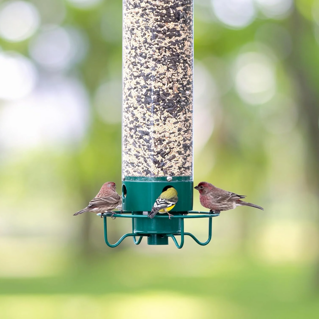 Squirrel Proof Bird Feeder Metal | Rotating Perch Spins Off Squirrels | Weatherproof Men&