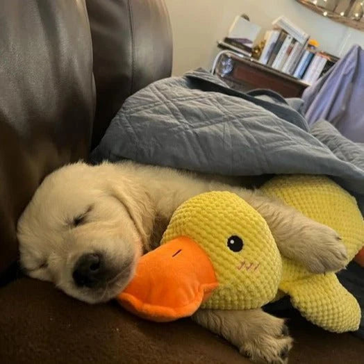 Duck Dog Durable Toy | Squeaky Textured Comfort Duck