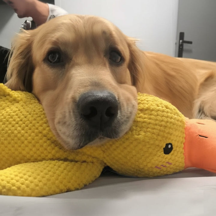 Quacking Duck Dog Toy | Pet-Safe Interactive Chew &amp; Tug Toy | Relieves Boredom, Anxiety and Excess Energy in Dogs 7