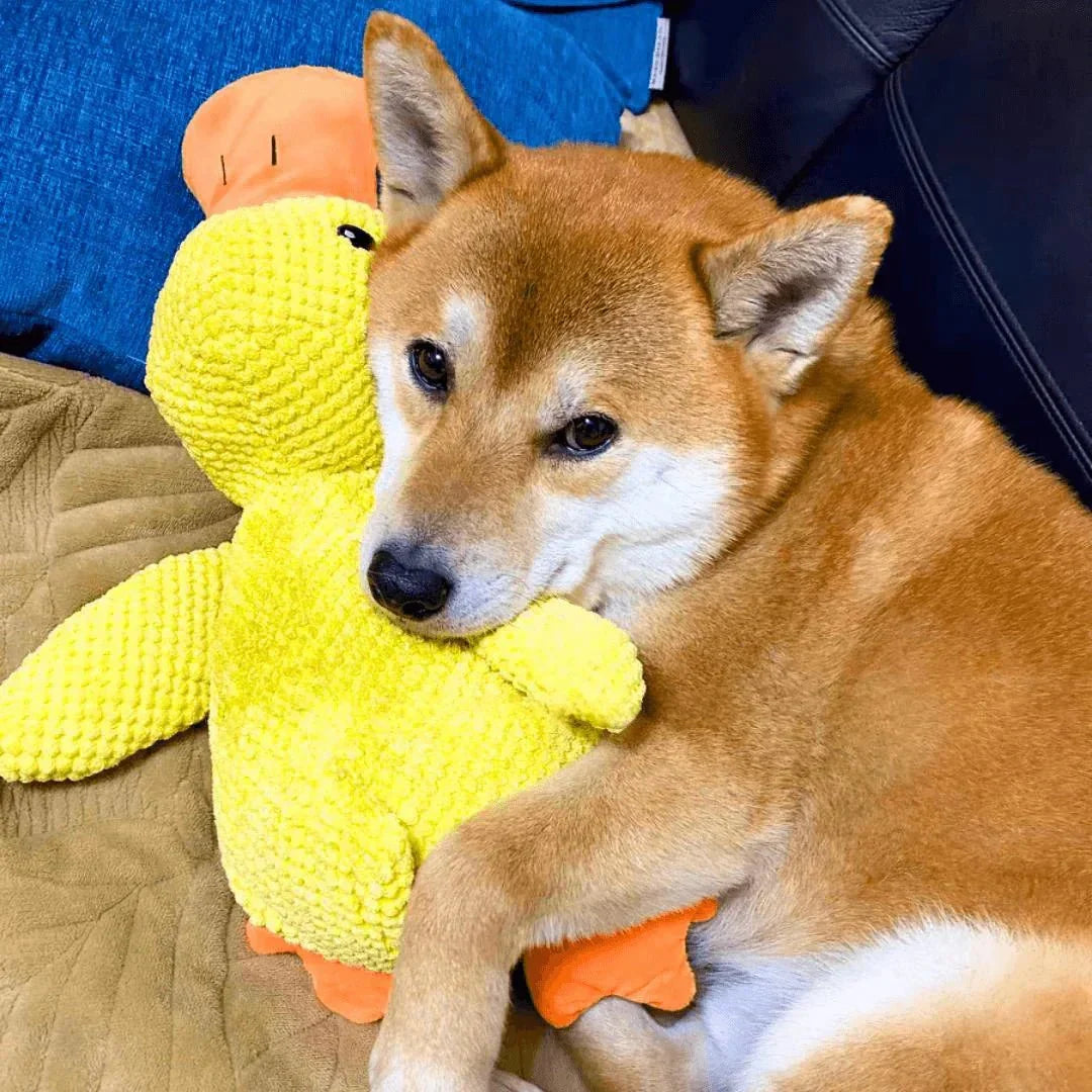 Duck Dog Durable Toy | Squeaky Textured Comfort Duck