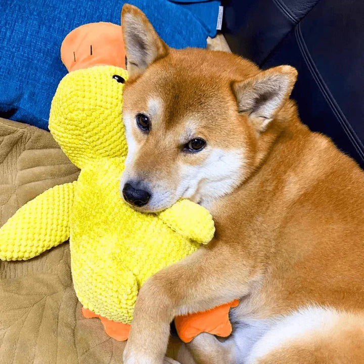 Duck Dog Durable Toy | Squeaky Textured Comfort Duck