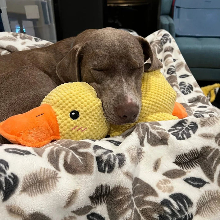 Duck Dog Durable Toy | Squeaky Textured Comfort Duck